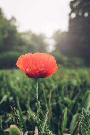 Red, single poppy flower against green, nature background. Blurry light.の写真素材