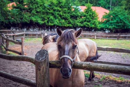 Polish horse breeding at the stud in Florianka. Paddock for horses in the background