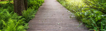 Path made of wooden boards surrounded by beautiful greenery. Ferns, daylilies and ornamental grasses