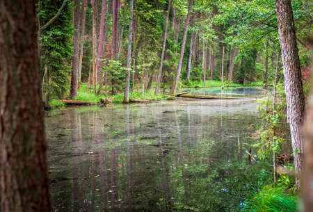 Black pond in the Roztocze National Park. Sediment and leaves floating in the water. Wildlife. Zwierzyniec, Polandの写真素材