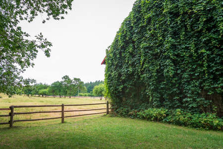 The wall of the barn is overgrown with a vine. Beautiful rural landscape. A fence of wooden logs in the foregroundの写真素材