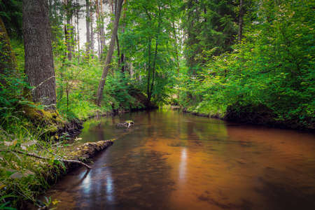 A beautiful river with a sandy bottom flowing in a dense forest. The "Szum" nature reserve. GÃ³recko KoÅcielne, Polandの写真素材