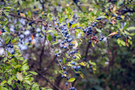 Wild blackthorn bushes (Latin Prunus Spinosa)の写真素材