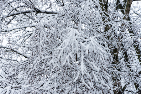 Leafless silhouette of the branches and boughs of the tree covered with the snow. Beautiful winter nature scenery.の写真素材