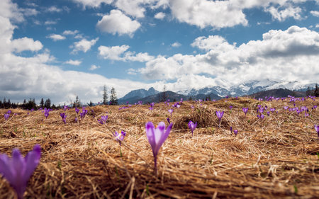 Chocholowska Valley. Blooming purple crocuses. Western Tatras. Giewont in the background. Focus set to the background. Podhale.の写真素材