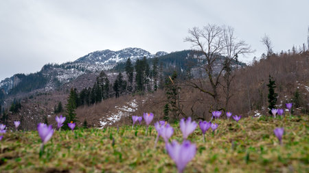 Crocuses in the Koscieliska Valley. Snow capped mountains in the background. Sharpness in the background. early spring. Koscielisko, Polandの写真素材