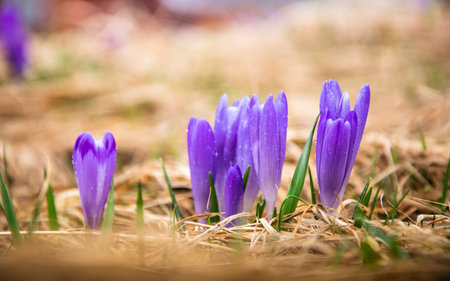 Beautiful crocuses and fresh blades of grass . Spring.の写真素材