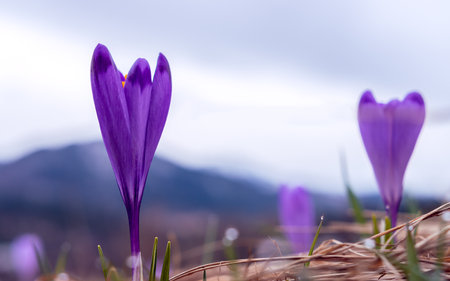 Beautiful crocuses and fresh blades of grass symbolizing the beginning of spring in Podhale. Blurred mountains in the background. Koscielisko, Poland.の写真素材