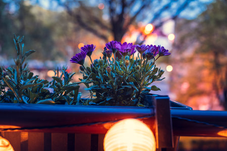 A lighted garland with solar lamps hung on the balustrade of the balcony. mood light. African daisy in a balcony pot. Eveningの写真素材