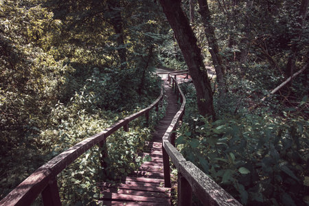 Wooden footbridge with stairs in a nature reserve. The river in the background. Dense forest and...