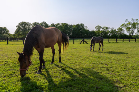 Beautiful horses in the pasture. Afternoon sunlight. Clear blue sky.の写真素材