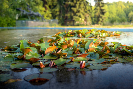 Water lilies in a pond illuminated by the setting sun. Silesian Park, Chorzowの写真素材