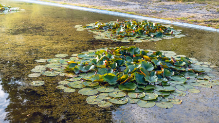 water lilies. Small islands with water lilies in a pond. Silesian Park, Chorzowの写真素材