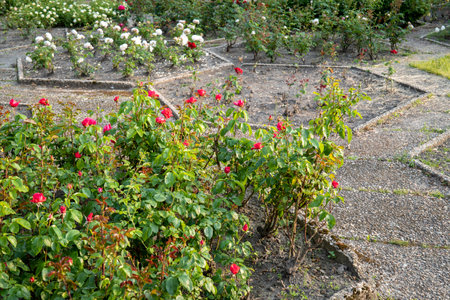A flower bed filled with rosesの写真素材