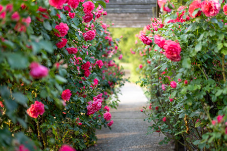 Wooden pergola overgrown with beautiful pink roses. Wooden garden support structure. Trellis. rose garden. Chorzow, Silesian Park.の写真素材