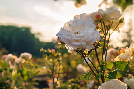 White rose against the setting sun. rose gardenの写真素材