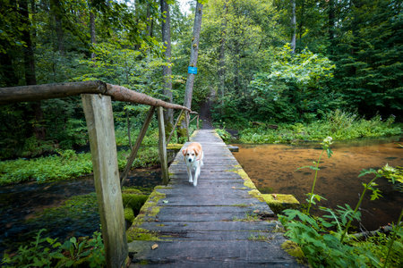 Cute, little dog passing a wooden footbridge over small, calm, clean river. Green forest in the background. Summertime at Roztocze, Poland.の写真素材