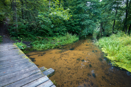 Wooden footbridge over small, calm, stream. Amazing, clean water and sandy bottom of the river. Green forest and wild overgrown riverbank in the background. Summertime at Roztocze, Poland.の写真素材