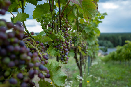 Vineyard in Roztocze in Poland. Bunches of grapes partly purple in colorの写真素材