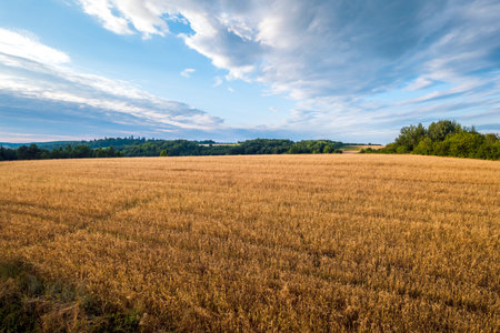 Grain fields on an afternoon summer day in Roztocze. Krasnobrod, Polandの写真素材