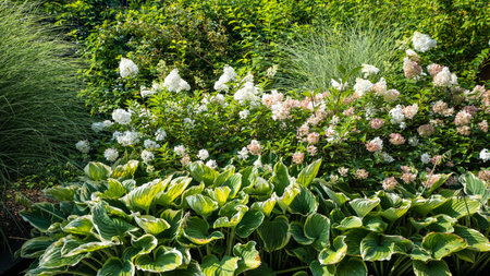Garden with ornamental grasses. Hostas and hydrangeasの写真素材