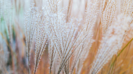 Close-up of beautiful ornamental grasses. White grass feathers. Autumn colors.の写真素材