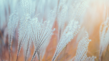 Close-up of beautiful ornamental grasses. White grass feathers. Autumn colors.の写真素材
