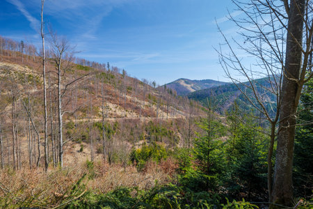 Early spring in the mountains. Beautiful sunny day. Yellow trail to the peak of Wielka Racza. Bendoszka Wielka peak in the distance. Beskid Zywiecki. Knight. Polandの写真素材