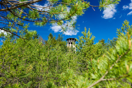 Observation tower visible from behind a young pine forest. Quarry, Jozefow, Roztocze region. Polandの写真素材