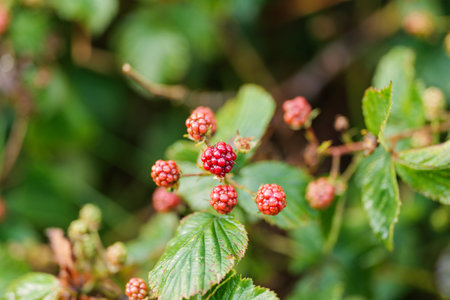 Red, unripe blackberries. Close-up. Detail. Blurred background.の写真素材