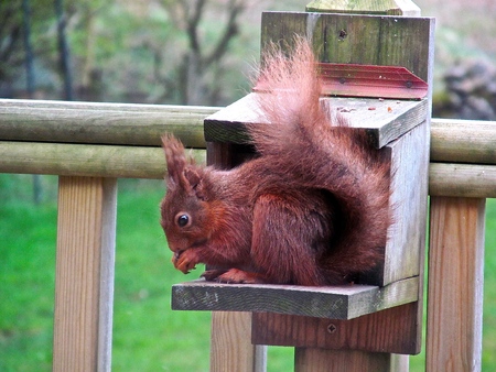 Red squirrel on feeding boxの写真素材