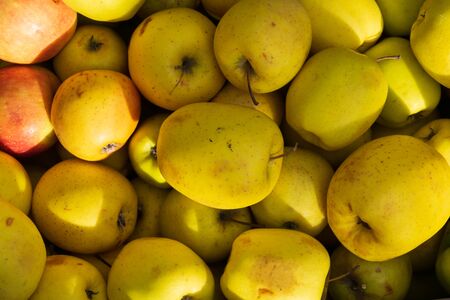 View of loose applesの写真素材