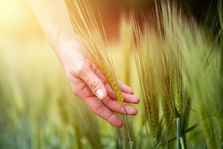 Farmer hand touching wheat fresh green wheat ears. Cornfield in the morning, sunshine.の写真素材