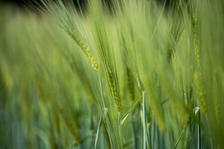 Green wheat field on a sunny spring dayの写真素材