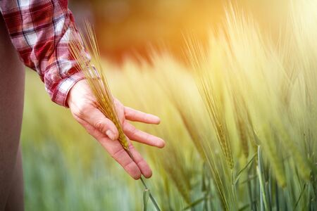 Farmer hand touching wheat fresh green wheat ears. Cornfield in the morning, sunshine.の写真素材