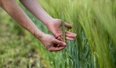 Farmer hand touching wheat fresh green wheat ears. Cornfield in spring.の写真素材