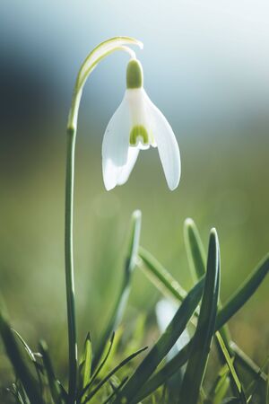 Beautiful isolated white snowdrop flowers with blurry background, spring timeの写真素材