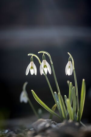 Beautiful isolated white snowdrop flowers with blurry background, spring timeの写真素材
