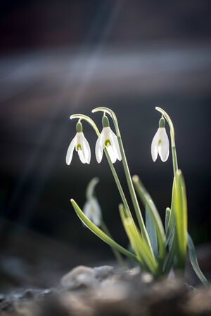 Beautiful isolated white snowdrop flowers with blurry background, spring timeの写真素材