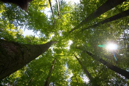 Bottom view of impressive spruce trees in the forest. Spring time.の写真素材