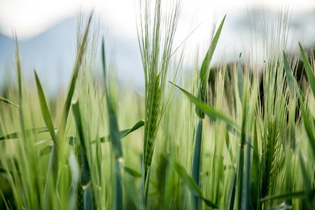 Green wheat field on a sunny spring dayの写真素材