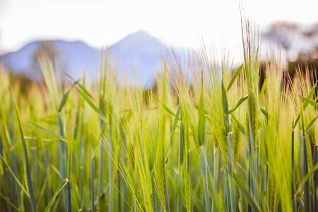 Green wheat field on a sunny spring dayの写真素材