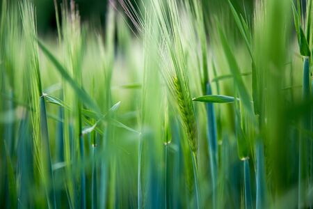 Green wheat field on a sunny spring dayの写真素材