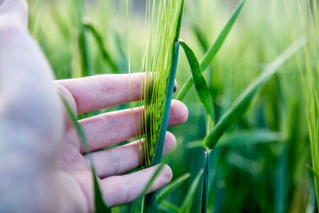 Farmer hand touching wheat fresh green wheat ears. Cornfield in spring.の写真素材