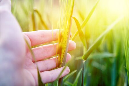 Farmer hand touching wheat fresh green wheat ears. Cornfield in the morning, sunshine.の写真素材