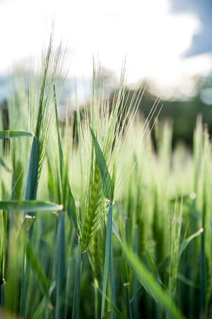 Green wheat field on a sunny spring dayの写真素材