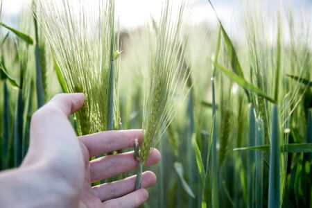 Farmer hand touching wheat fresh green wheat ears. Cornfield in spring.の写真素材