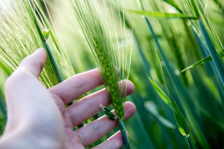Farmer hand touching wheat fresh green wheat ears. Cornfield in spring.の写真素材