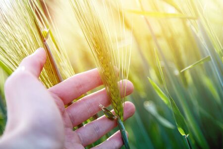 Farmer hand touching wheat fresh green wheat ears. Cornfield in the morning, sunshine.の写真素材