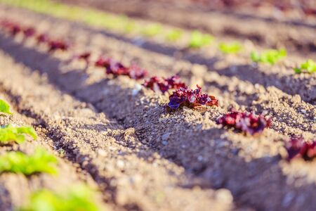 Young green and red salad on an agriculture fieldの写真素材